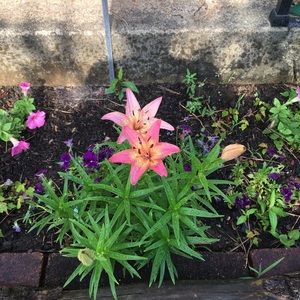 Meet your Posher, Kat